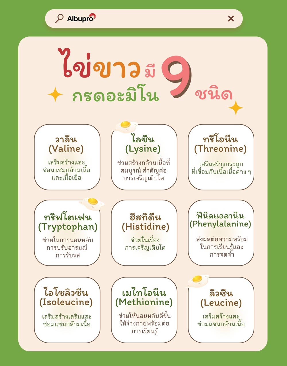 info-กรดอะมิโนในไข่ขาว